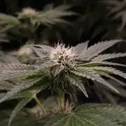 Garlic Cookies Pureinstinto NFT