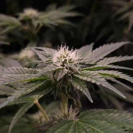 Garlic Cookies Pureinstinto NFT