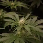 Garlic Cookies Pureinstinto NFT