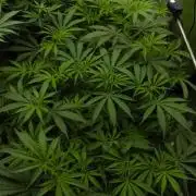 Orangu Tangie Monkey Genetics