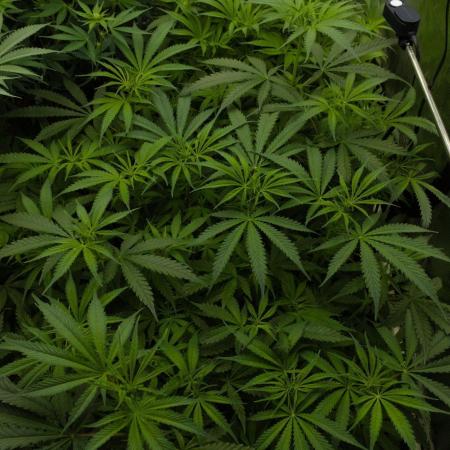 Orangu Tangie Monkey Genetics