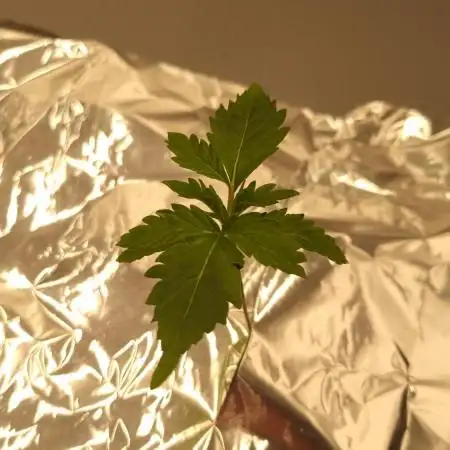 Garlic Cookies Pureinstinto NFT