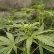 Papayton Fastbuds NFT