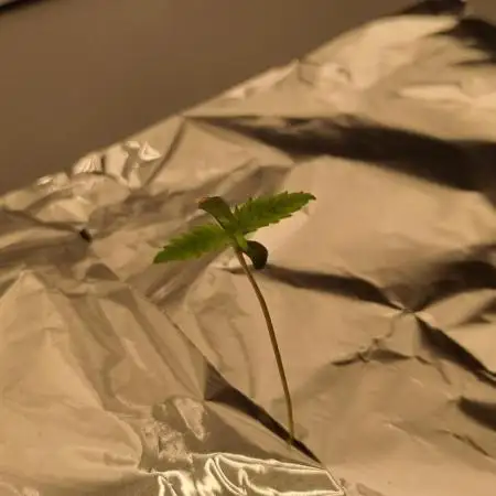 Garlic Cookies Pureinstinto NFT