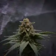 Durian Pie HappyPlant420 NFT