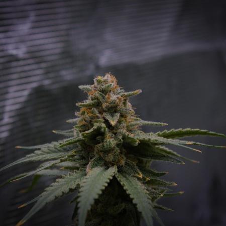 Durian Pie HappyPlant420 NFT