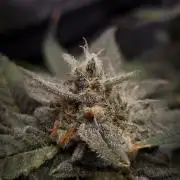 Studio 54 Stardust Auto Sweet Seeds NFT