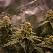 Durian Pie HappyPlant420 NFT