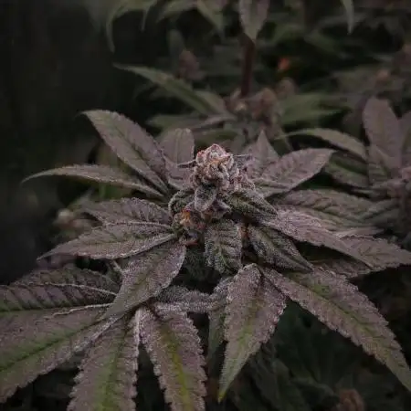 Bay Burger Delicious seeds NFT