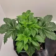 Grandpa Zombie IZI seeds SOIL