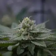 Cali Tings Wizard Trees SOIL