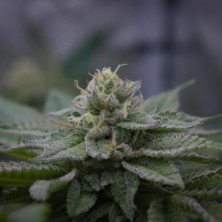 Cali Tings Wizard Trees SOIL