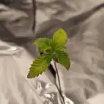 Papayton Fastbuds NFT
