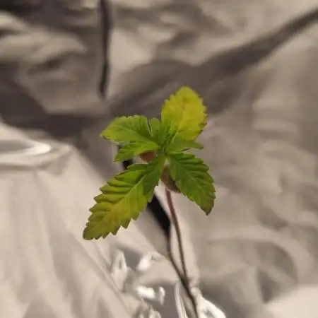 Papayton Fastbuds NFT