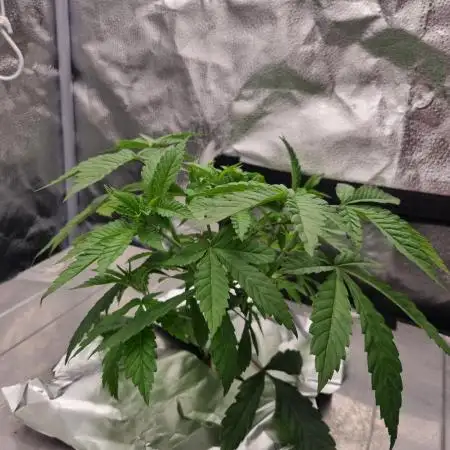 Orange Bud 2.0 Dutch Passion NFT