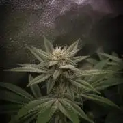 Midnight Candy HappyPlant420 SOIL
