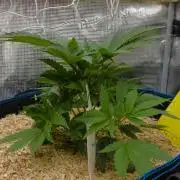 Forbidden Orange HappyPlant420