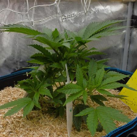 Forbidden Orange HappyPlant420