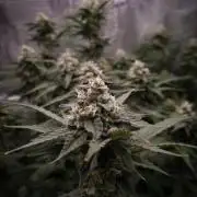 Papayton Fastbuds NFT