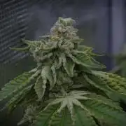 Frozen Nectar HappyPlant420 NFT