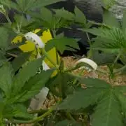 Lemon Z Dutch Passion