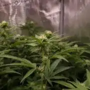 Papayton Fastbuds NFT