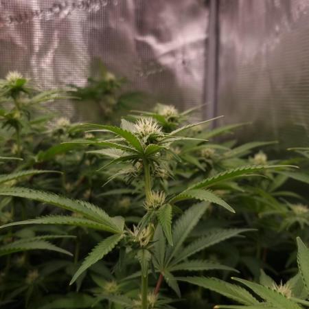 Papayton Fastbuds NFT