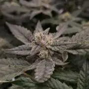 Studio 54 Stardust Auto Sweet Seeds NFT