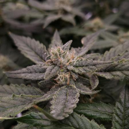 Studio 54 Stardust Auto Sweet Seeds NFT