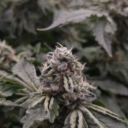Monster Maker Sweet Seeds NFT