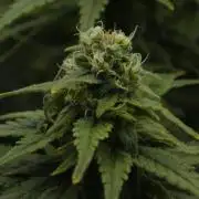 Wedding Crasher Chronic&Caviar