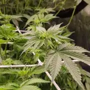 Garlic Cookies Pureinstinto NFT