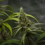 Orangu Tangie Monkey Genetics