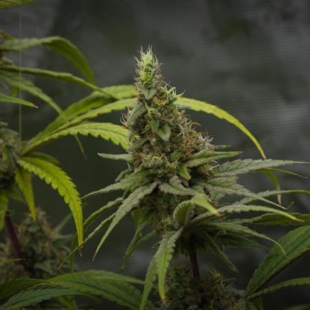 Orangu Tangie Monkey Genetics