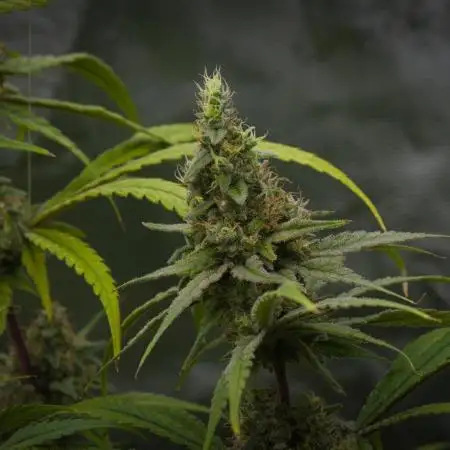 Orangu Tangie Monkey Genetics