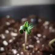 Grandpa Zombie IZI seeds SOIL