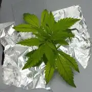 Wedding Crasher Chronic&Caviar