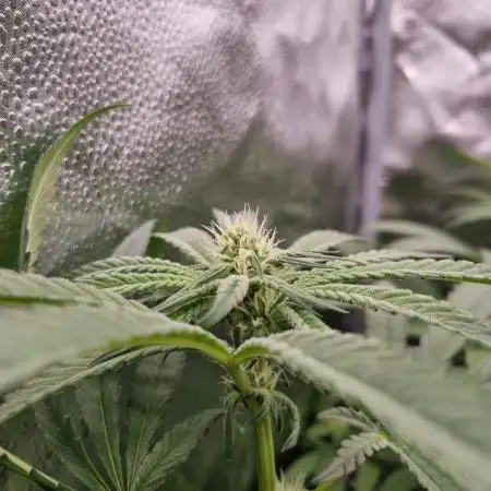 Bay Burger Delicious seeds NFT