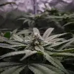 Bay Burger Delicious seeds NFT