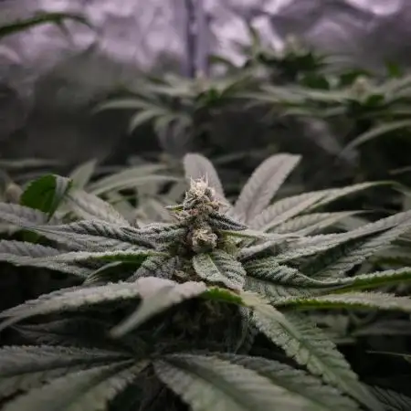 Bay Burger Delicious seeds NFT