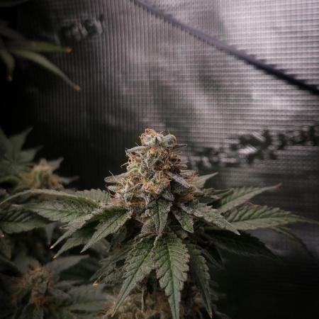 Garlic Cookies Pureinstinto NFT