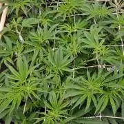 Midnight Candy HappyPlant420 SOIL