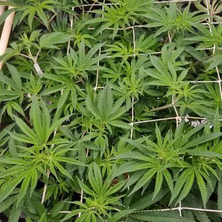 Midnight Candy HappyPlant420 SOIL