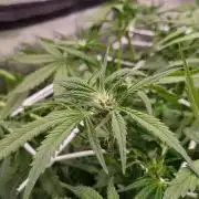 Studio 54 Stardust Auto Sweet Seeds NFT