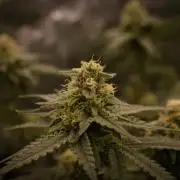 Durian Pie HappyPlant420 NFT