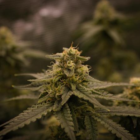 Durian Pie HappyPlant420 NFT