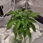 Papayton Fastbuds NFT