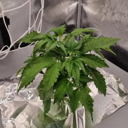 Papayton Fastbuds NFT