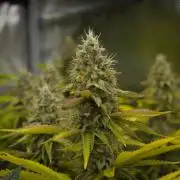 Lemon Z Dutch Passion