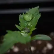 Orangu Tangie Monkey Genetics